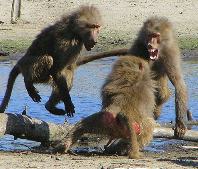 Combat entre babouins
