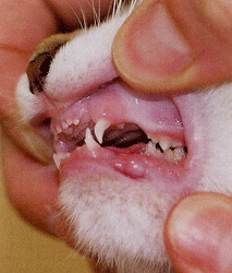 Dents de lait du chaton