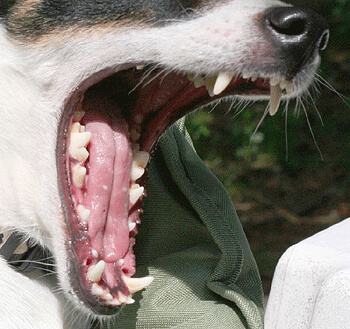 Dents du chien