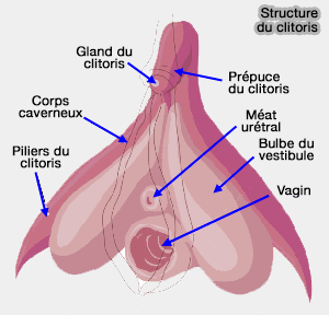 Clitoris féminin