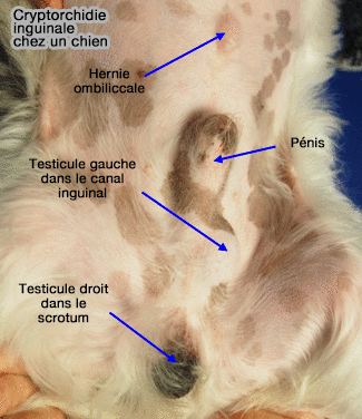 Cryptorchidie inguinale chez un chien
