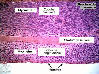 Structure du myomètre de l'utérus