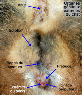 Organes génitaux externes du chat