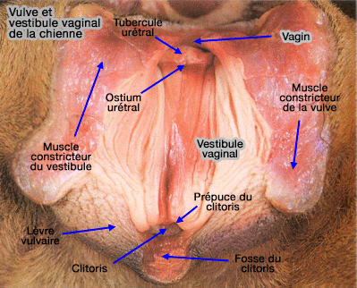 Vulve et vestibule vaginal d'une chienne en chaleurs