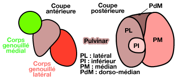 Pulvinar (coupes)