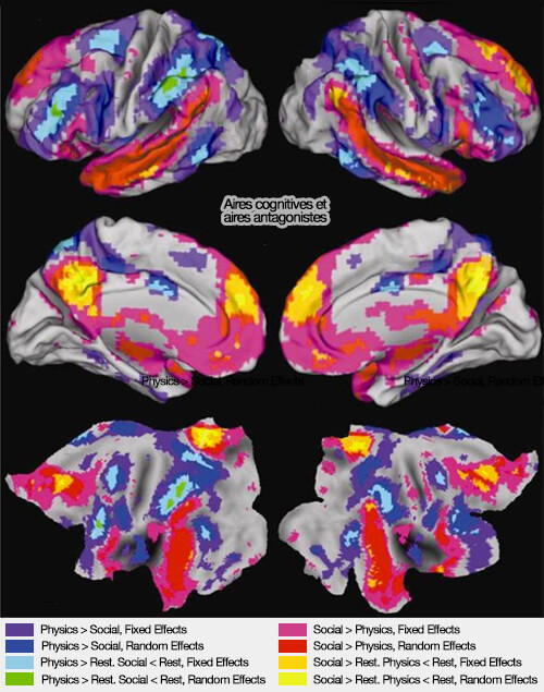 Zones cérébrales sensibles au domaine cognitif et zones antagonistes