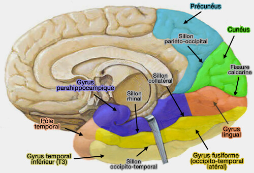 Face médiane des lobes temporal et occipital