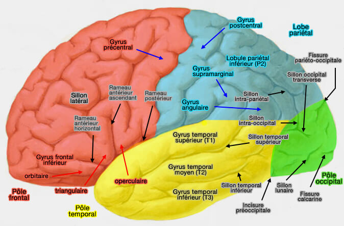 Face latérale des lobes temporal et occipital