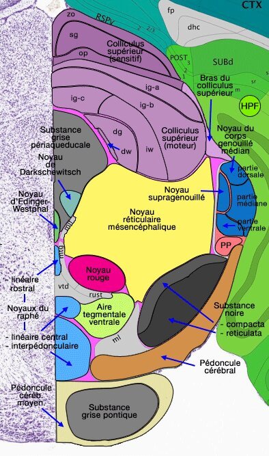 Colliculus supérieur et noyau genouillé médian