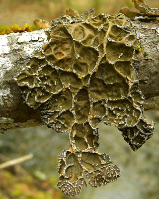 Pseudocyphellaria anomala
