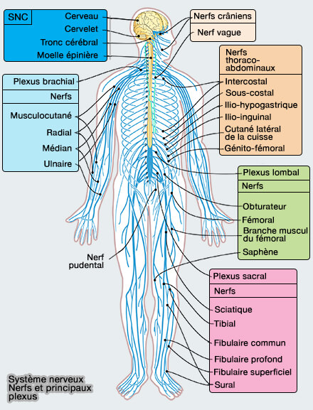 Système nerveux, nerfs et principaux plexus