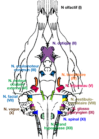 par Jo... Le développement du nerf crânien ganglions et des noyaux in the Rat 