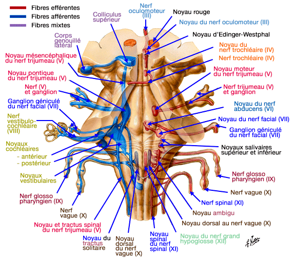 Noyaux des nerfs crâniens (face ventrale)