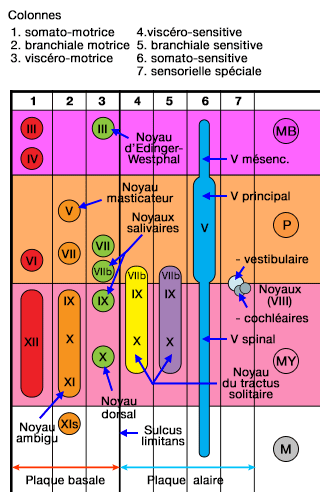 Organisation en colonnes des noyaux crâniens