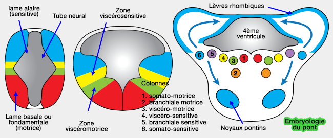 Embryologie de la moelle épinière