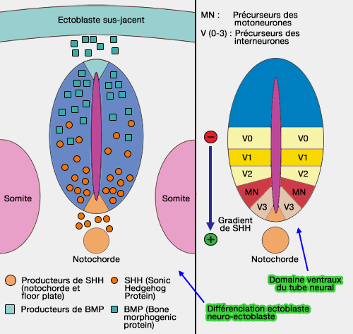 Différenciation des ectoblastes et des domaines ventraux du tube neural