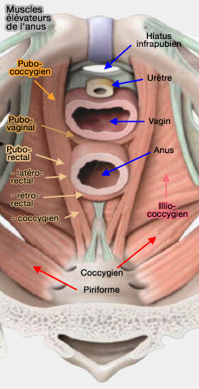 Muscles élévateurs de l'anus