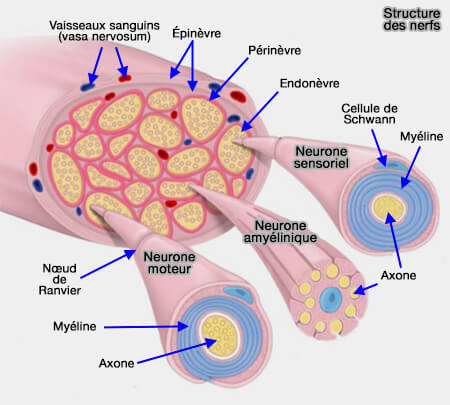 Structure générale des nerfs