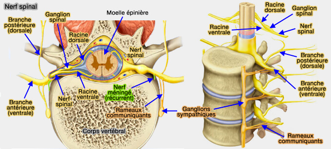 Morphologie des nerfs spinaux