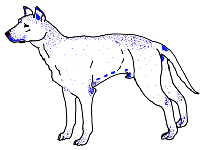 Répartition des glandes sébacées chez le chien