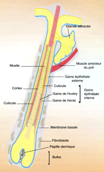 Structure du follicule pileux