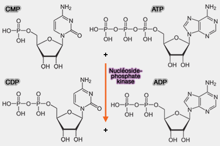 Nucléoside-phosphate kinase