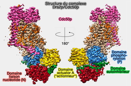 Structure du complexe Drs2p/Cdc50p