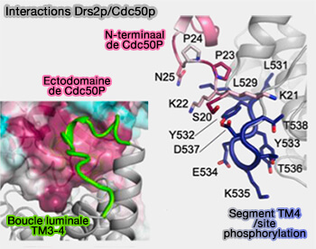 Interactions Drs2p/Cdc50p