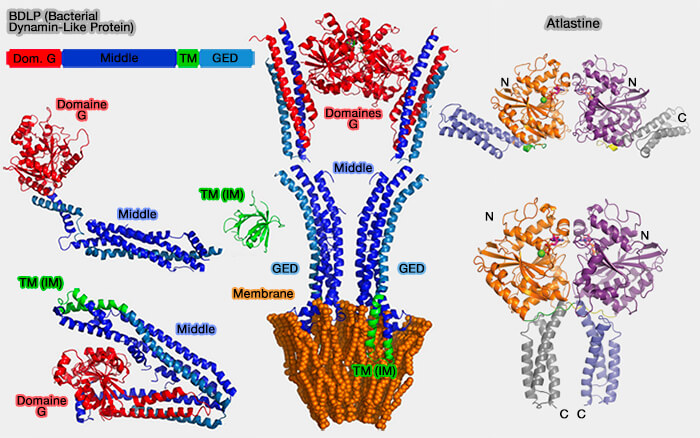BDLP (Bacterial Dynamin-Like Protein