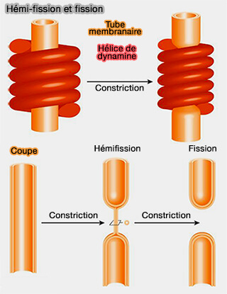 Hémifisson et fission membranaire
