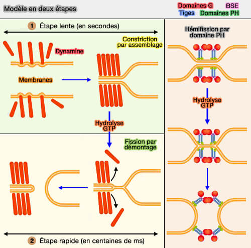 Modèle de fission membranaire en deux étapes