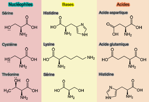 Acides aminés impliqués dans l'attaque nucléophile