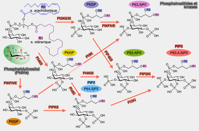Phosphoinositides et kinases
