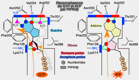 Reconnaissance de GTP et ATP par PIPKIIβ