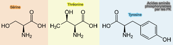 Principaux acides aminés phsphorylés