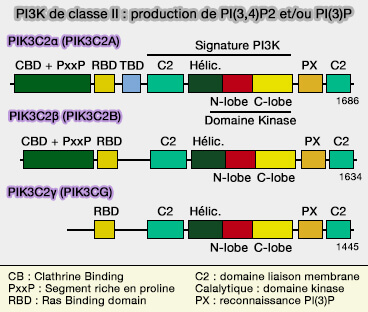 PI3K de classe II : PI3KC2