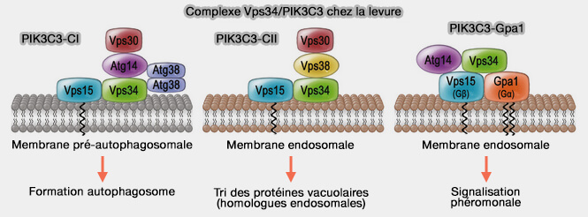 Complexe Vps34/PIK3C3 chez la levure