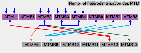 Homo- et hétérodimérisation des MTM