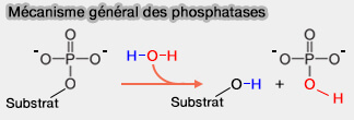 Mécanisme général des phosphatases