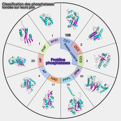 Classification des phosphatases fondée sur les plis