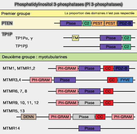 Phosphatidylinositol 3-phosphatases (PI 3-phosphatases)