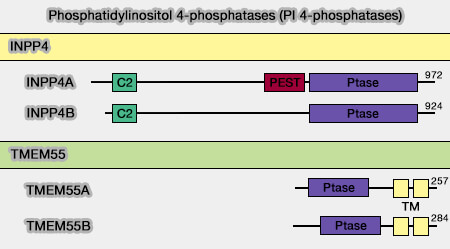 Phosphatidylinositol 3-phosphatases (PI 3-phosphatases)