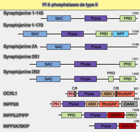 Phosphoinositide 5-phosphatases (PI 5-phosphatases) de type II
