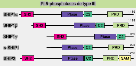 PI 5-phosphatases de type III : SHIP