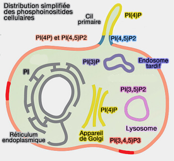 Distribution simplifiée des phosphoinositides