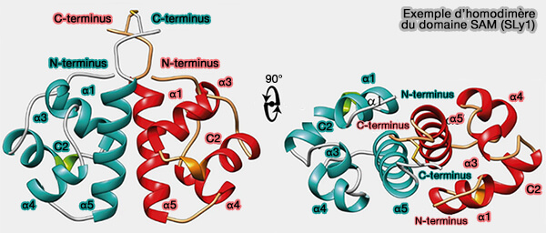 Exemple d'homodimères du domaine SAM (protéine SLy1)