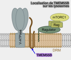 TMEM55B et lysosomes