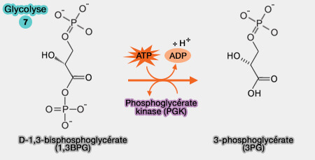 Formation du 3-phospho-D-glycérate (3PG)
