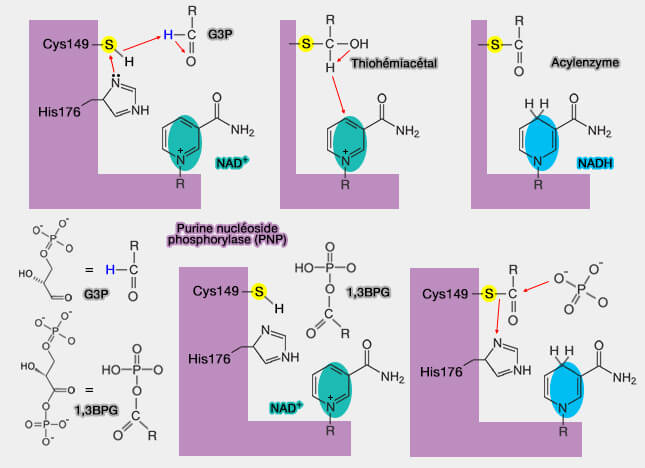 Mécanisme de la glycéraldéhyde-3 phosphate déshydrogénase (G3PDH)