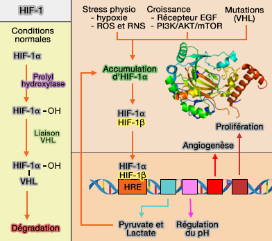 HIF-1 (Hypoxia Inducible Factor-1)
